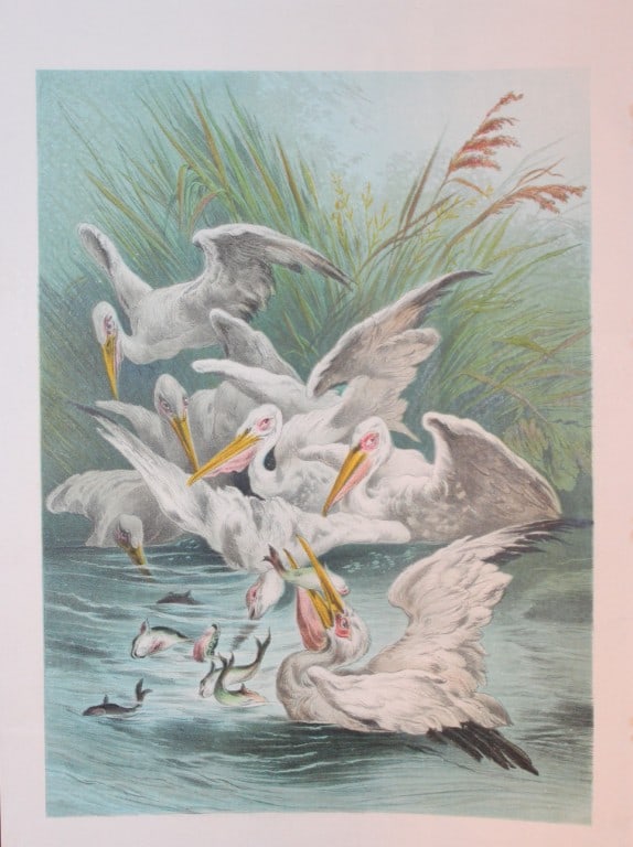 Hector Giacomelli - 2 lithographs of bird scenes 1880 (1 of 2)