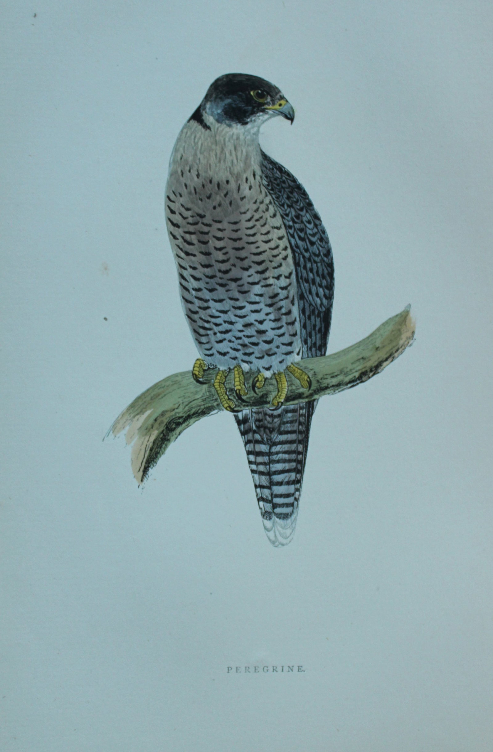 Rev FO Morris - 4 prints of Birds of Prey 1870: These prints are from A History of British Birds by the Rev FO Morris. Published by George Bell and Sons, London 1870.The beautifully hand-coloured illustrations were drawn by Alexander Lydon and engr