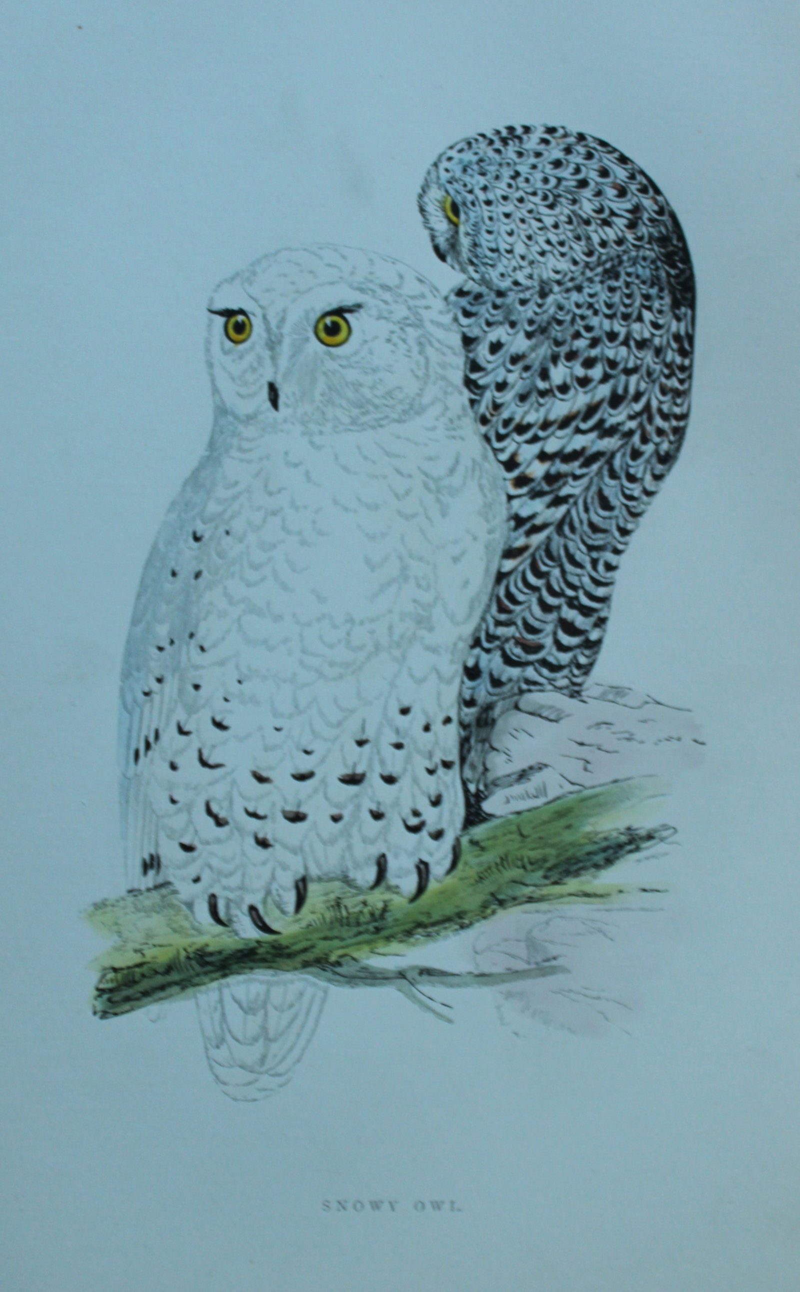 Rev FO Morris - 3 prints of Owls 1870: These prints are from A History of British Birds by the Rev FO Morris. Published by George Bell and Sons, London 1870.The beautifully hand-coloured illustrations were drawn by Alexander Lydon and engr