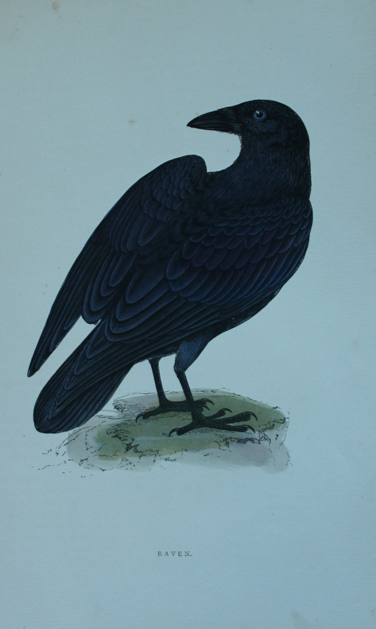 Rev FO Morris - 3 prints of Crow Family 1870: These prints are from A History of British Birds by the Rev FO Morris. Published by George Bell and Sons, London 1870.The beautifully hand-coloured illustrations were drawn by Alexander Lydon and engr