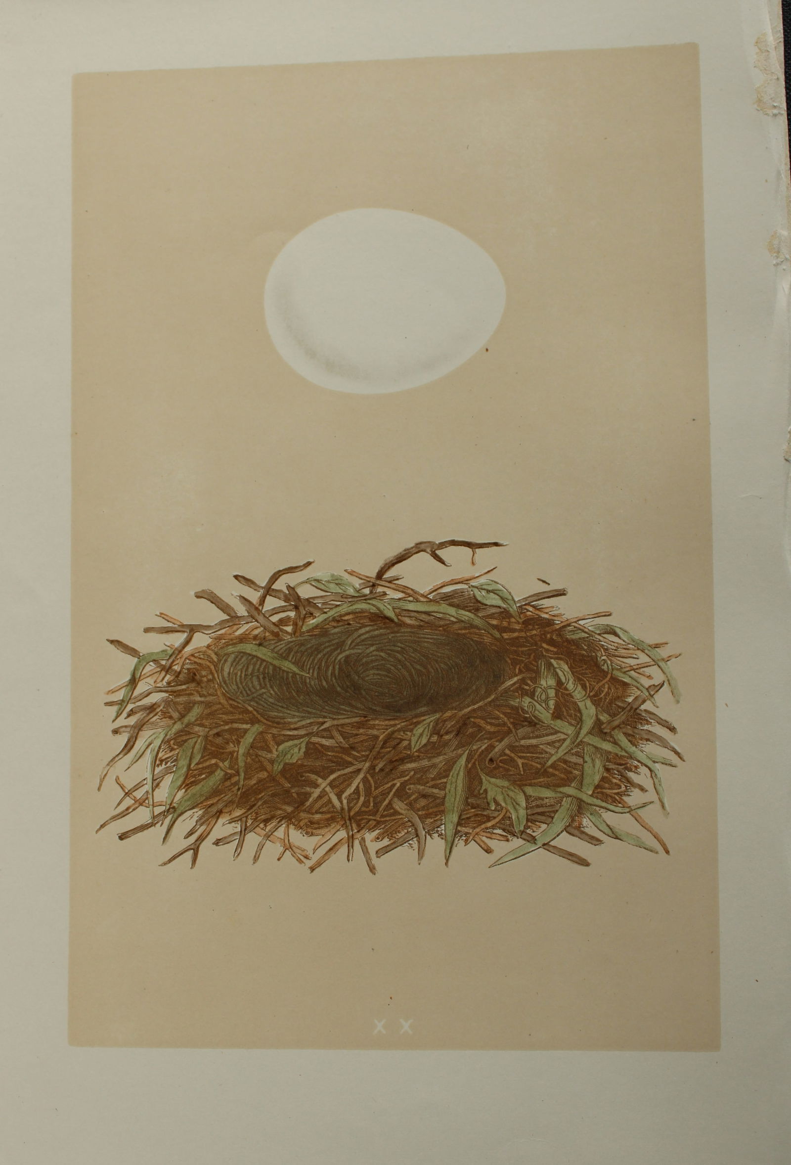Rev FO Morris - 2 prints of Eggs of the Marsh Harrier and Orange-legged Hobby 1875 (1 of 2)