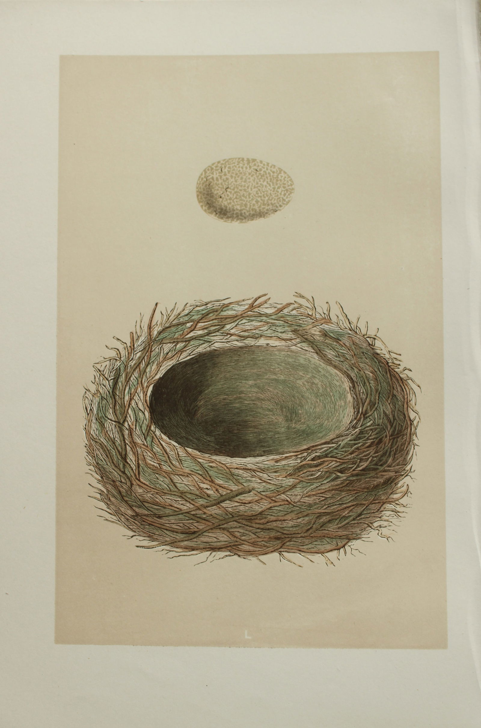 Rev FO Morris - Nest and Egg of the Jay 1875 (1 of 1)