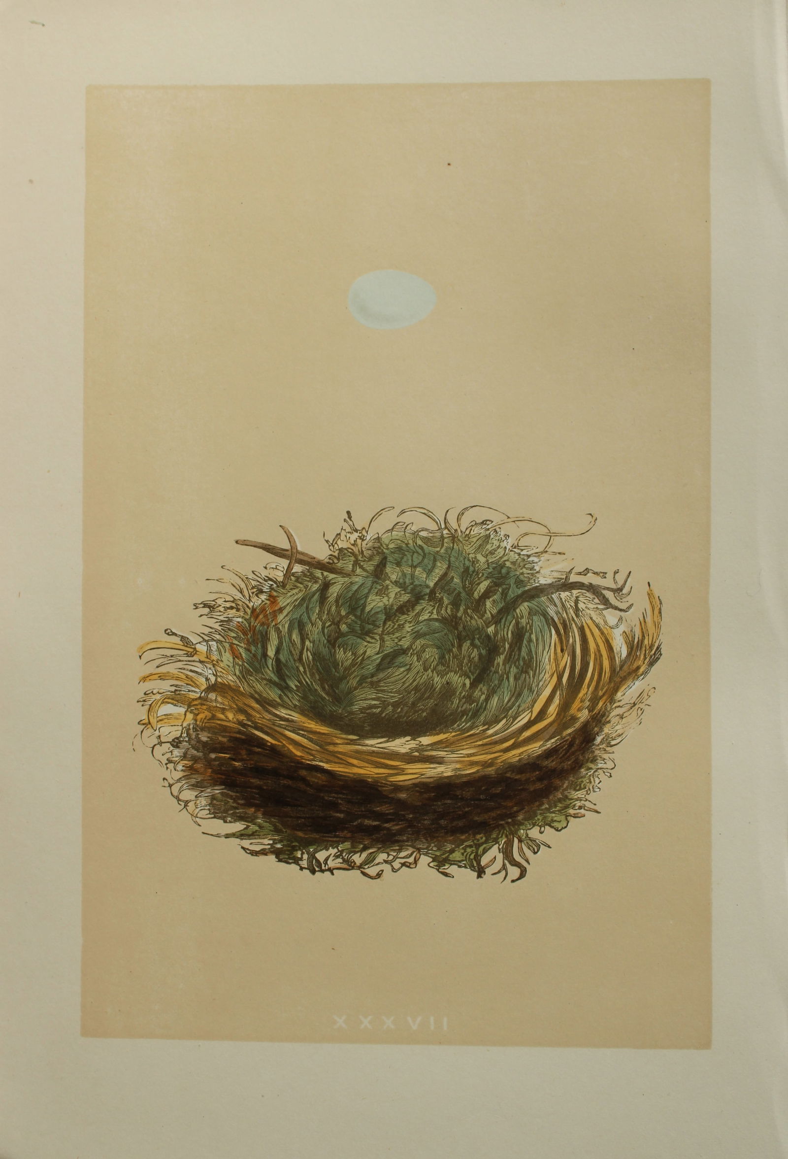 Rev FO Morris - Nest and Egg of the Pied Flycatcher 1875 (1 of 1)