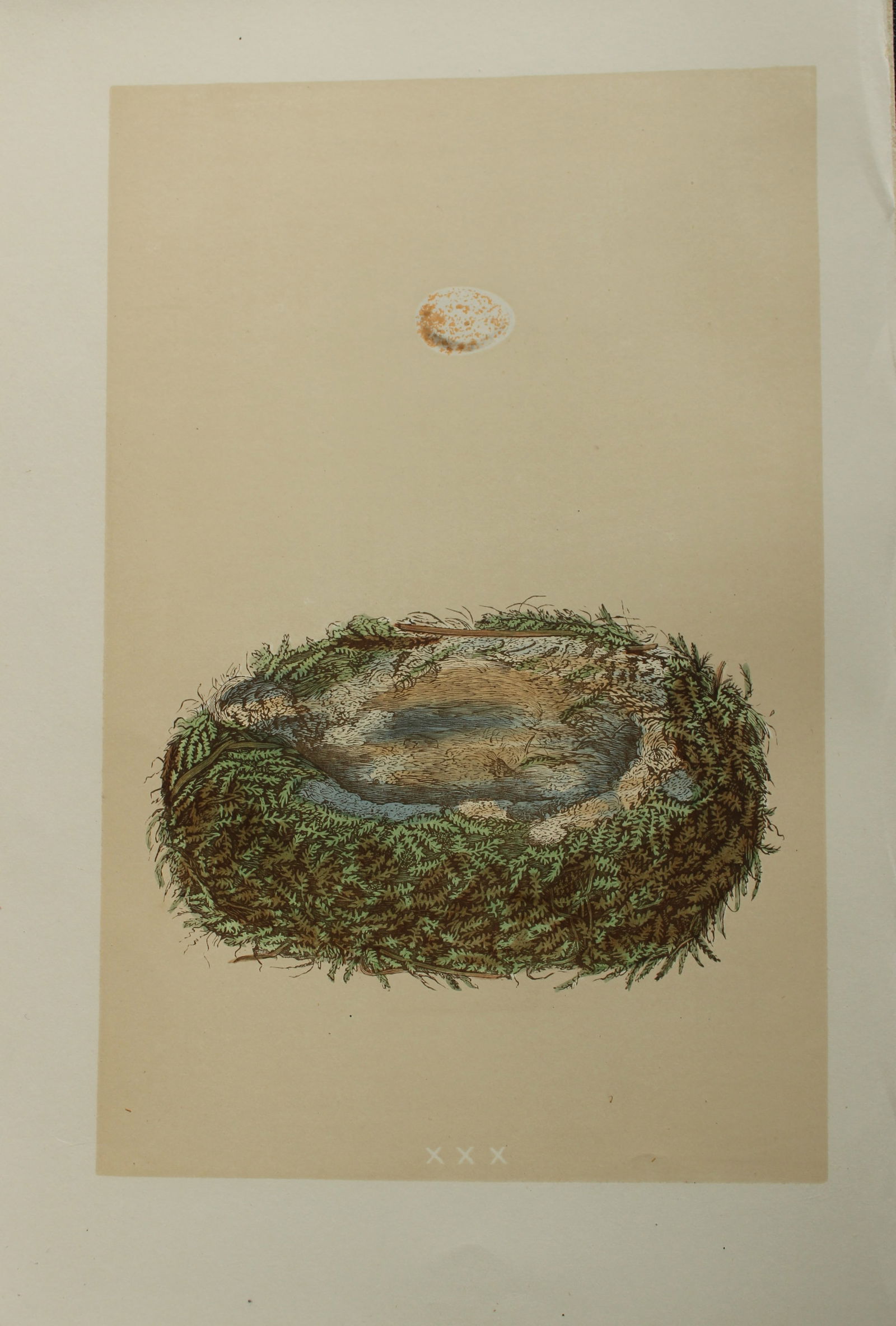 Rev FO Morris - Nest and Egg of the Great Tit 1875 (1 of 1)