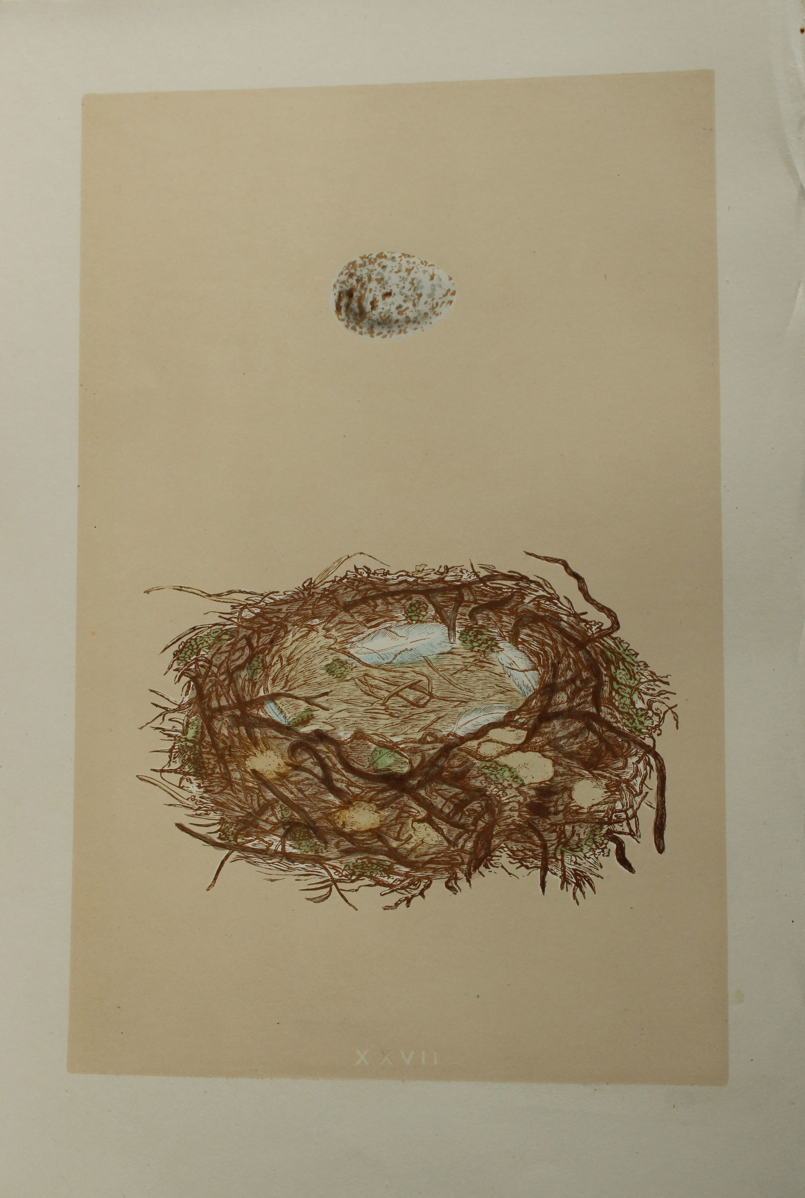 Rev FO Morris - Nest and Egg of the Grey Shrike  1875 (1 of 1)