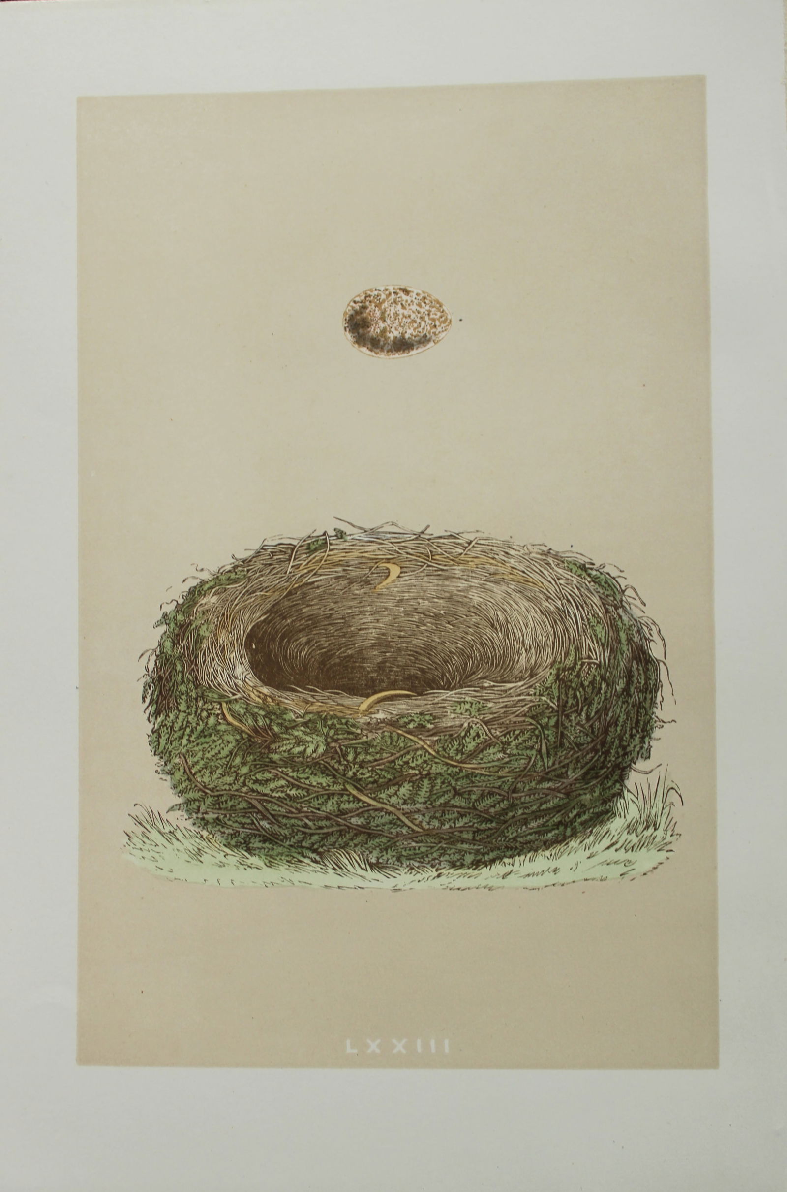 Rev FO Morris - Nest and Egg of the Wood Lark  1875 (1 of 1)