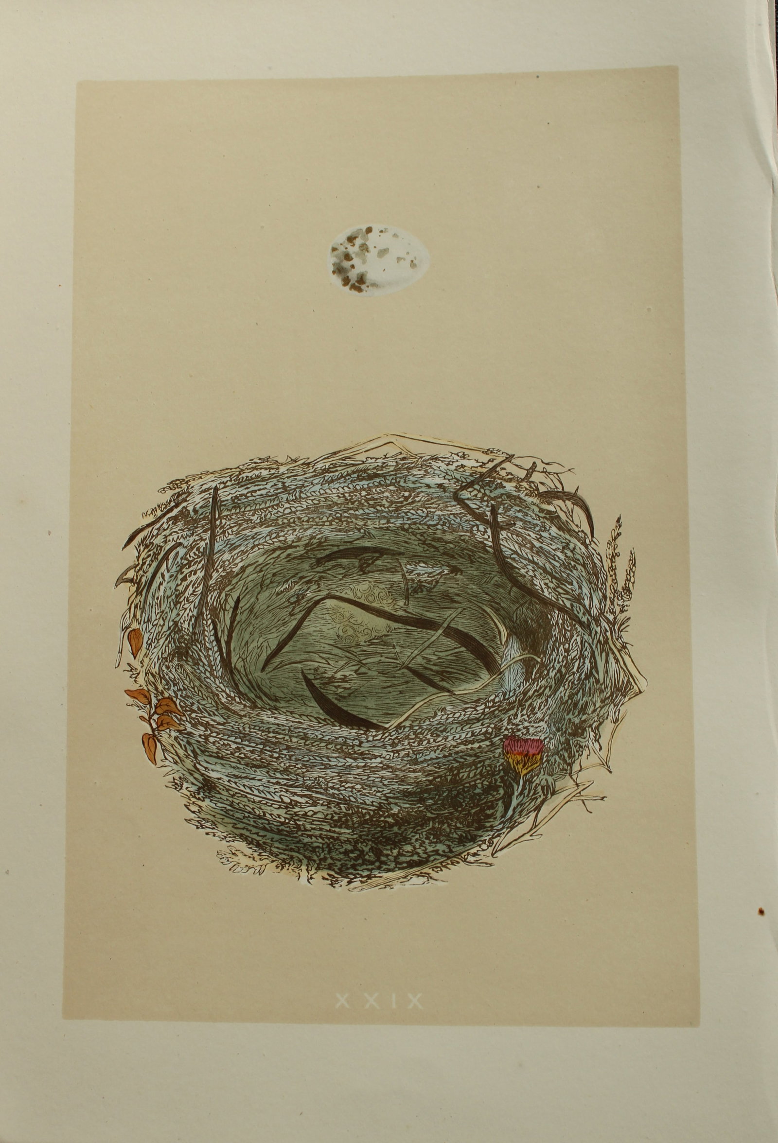 Rev FO Morris - Nest and Egg of the Woodchat 1875: This antique chromolithograph print is from A Natural History of the Nests and Eggs of British Birds by the Rev. F.O. Morris. Published by George Bell and Sons, London 1875. Second edition.Drawn and e
