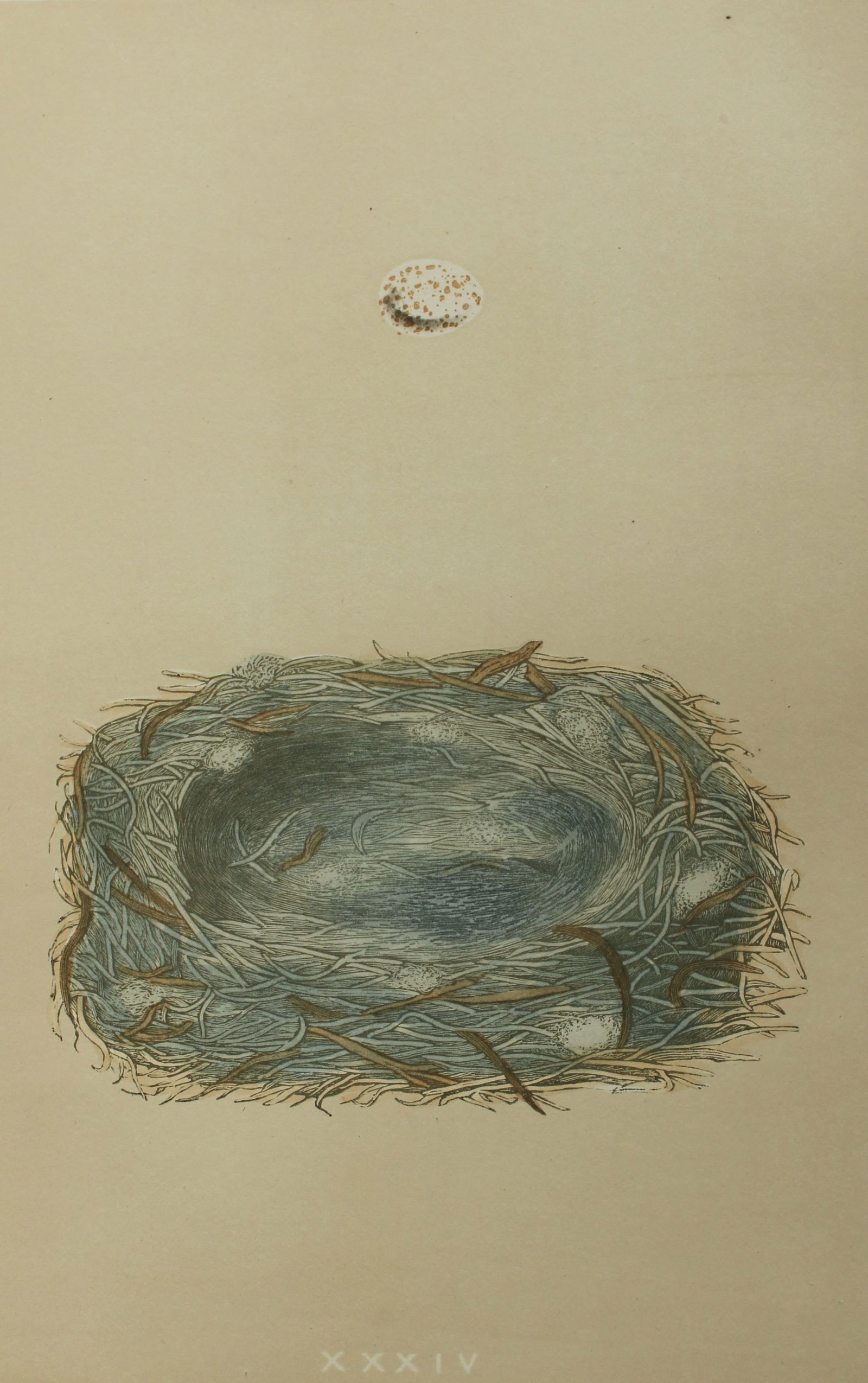 Rev FO Morris - Nest and Egg of the Marsh Tit 1875 (1 of 1)