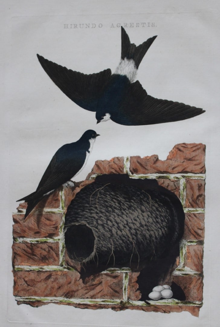 Nozeman & Sepp - Folio engraving of Barn Swallow 1770 (1 of 2)