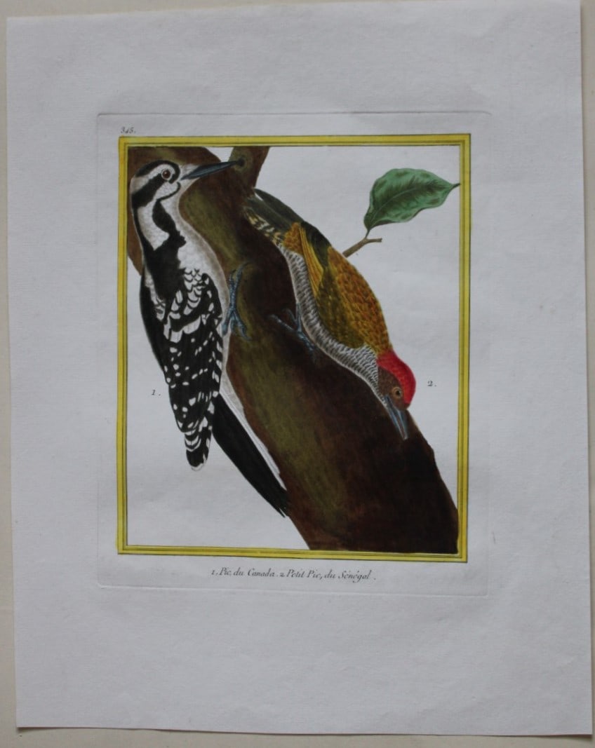 FN Martinet - Canadian & Little Woodpeckers 1770 (1 of 2)