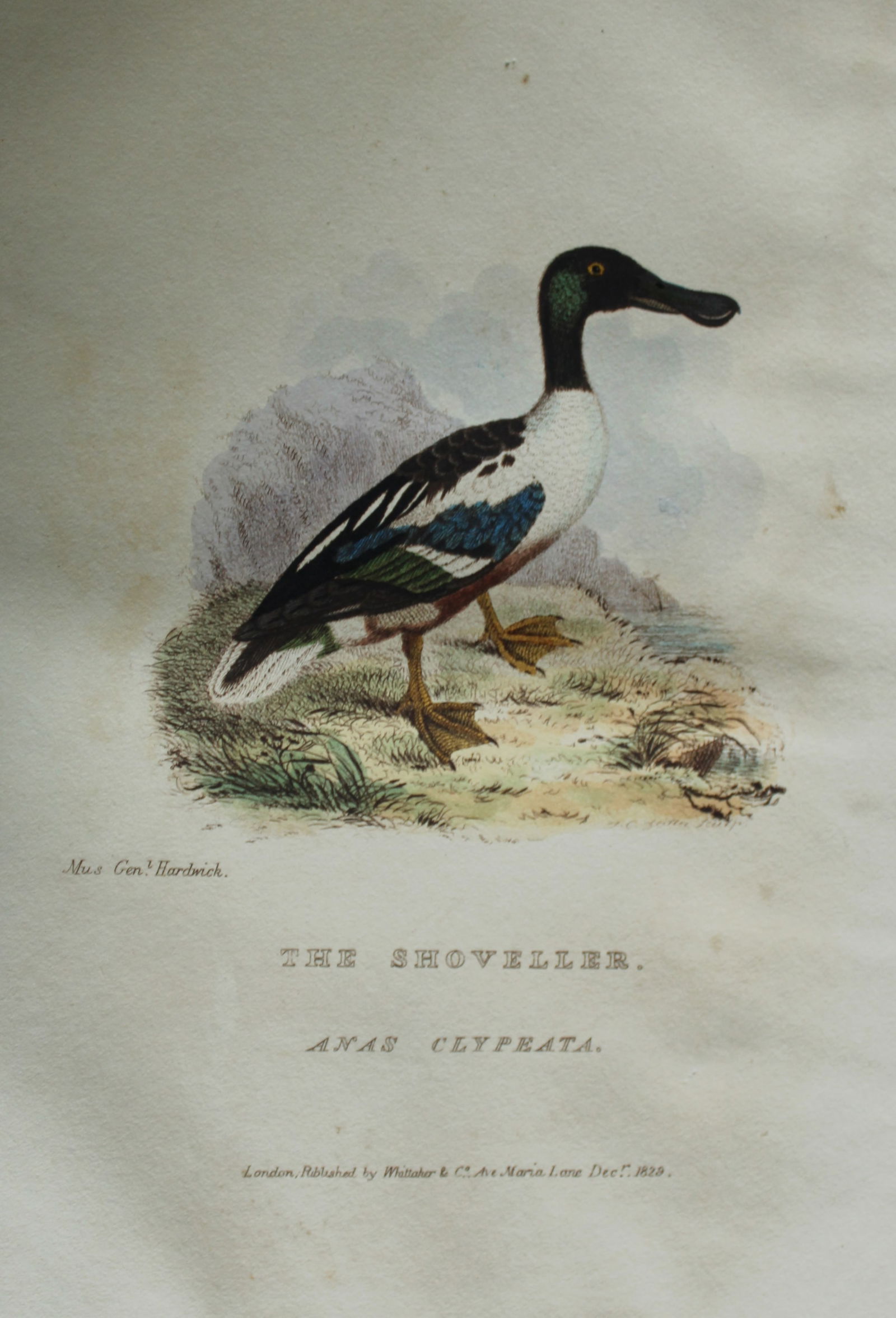 Baron Cuvier - Hand coloured engraving of The Shoveller 1829: This antique engraving is from the English edition of The Animal Kingdom by Baron Georges Cuvier. Published by GB Whittaker & Co, London 1828-29.Artists who contributed to this work were Landseer, Sow