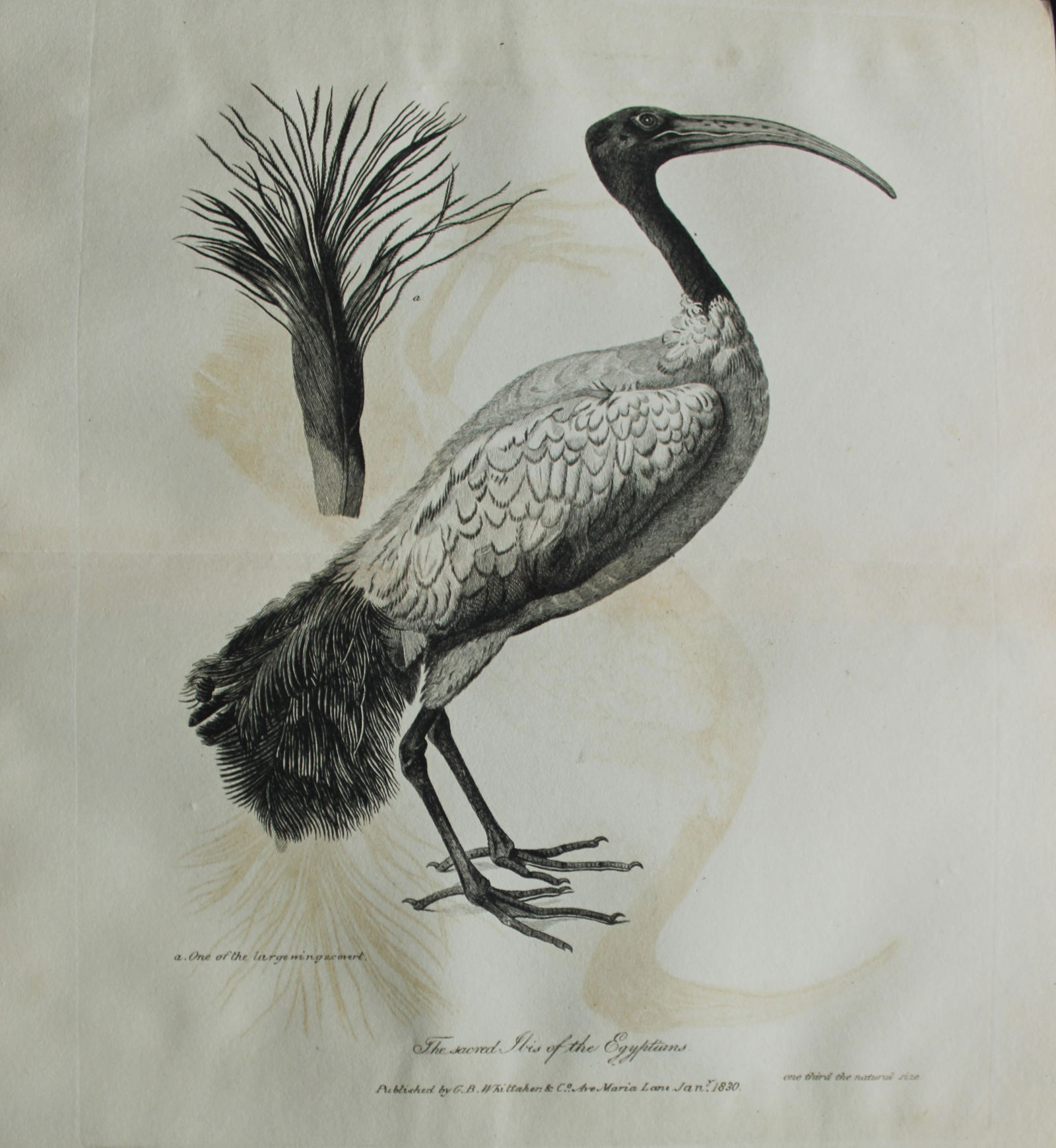 Baron Cuvier - Hand coloured engraving of Sacred Ibis of Egypt 1829: This antique engraving is from the English edition of The Animal Kingdom by Baron Georges Cuvier. Published by GB Whittaker & Co, London 1828-29.Artists who contributed to this work were Landseer, Sow