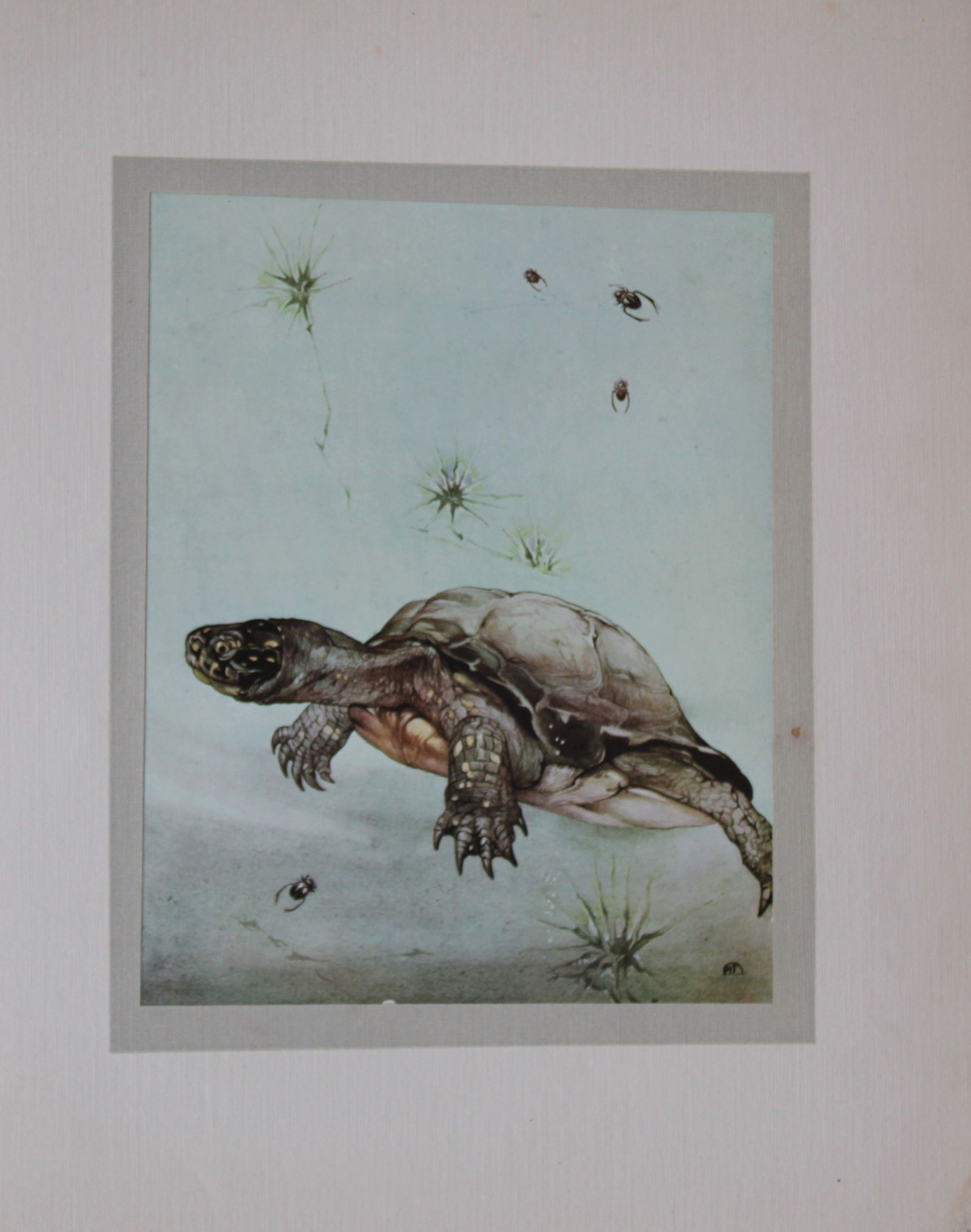 EJ Detmold - Print of a turtle 1912 (1 of 1)