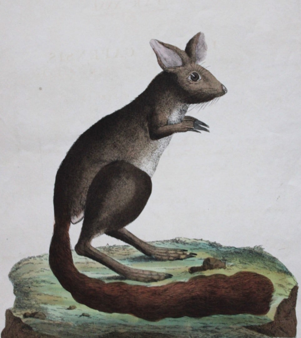 John Frederick Miller - Cape Jerboa from Cimelia Physica 1796 (1 of 2)