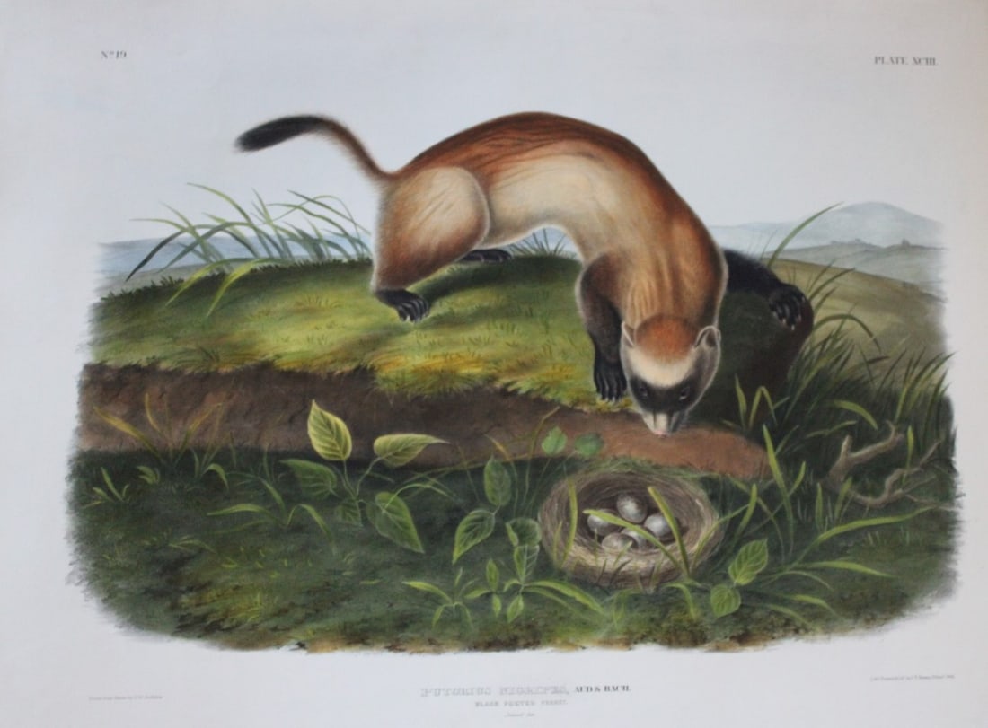 Audubon - Rare Imperial Folio of Black Footed Ferret 1846 (1 of 2)