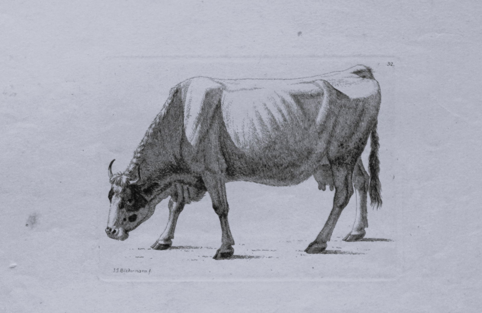 Johann Jakob Biedermann - etching of cattle c1810.: Original etching by Johann Jakob Biedermann c1810. Inscription: Signed on the lower left: "J.J. Biedermann f.", numbered on the upper right: The Swiss painter, graphic artist and etcher Biedermann pai