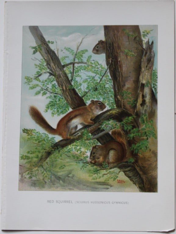Charles Lang - Rare lithograph of a red squirrel 1903 (1 of 1)