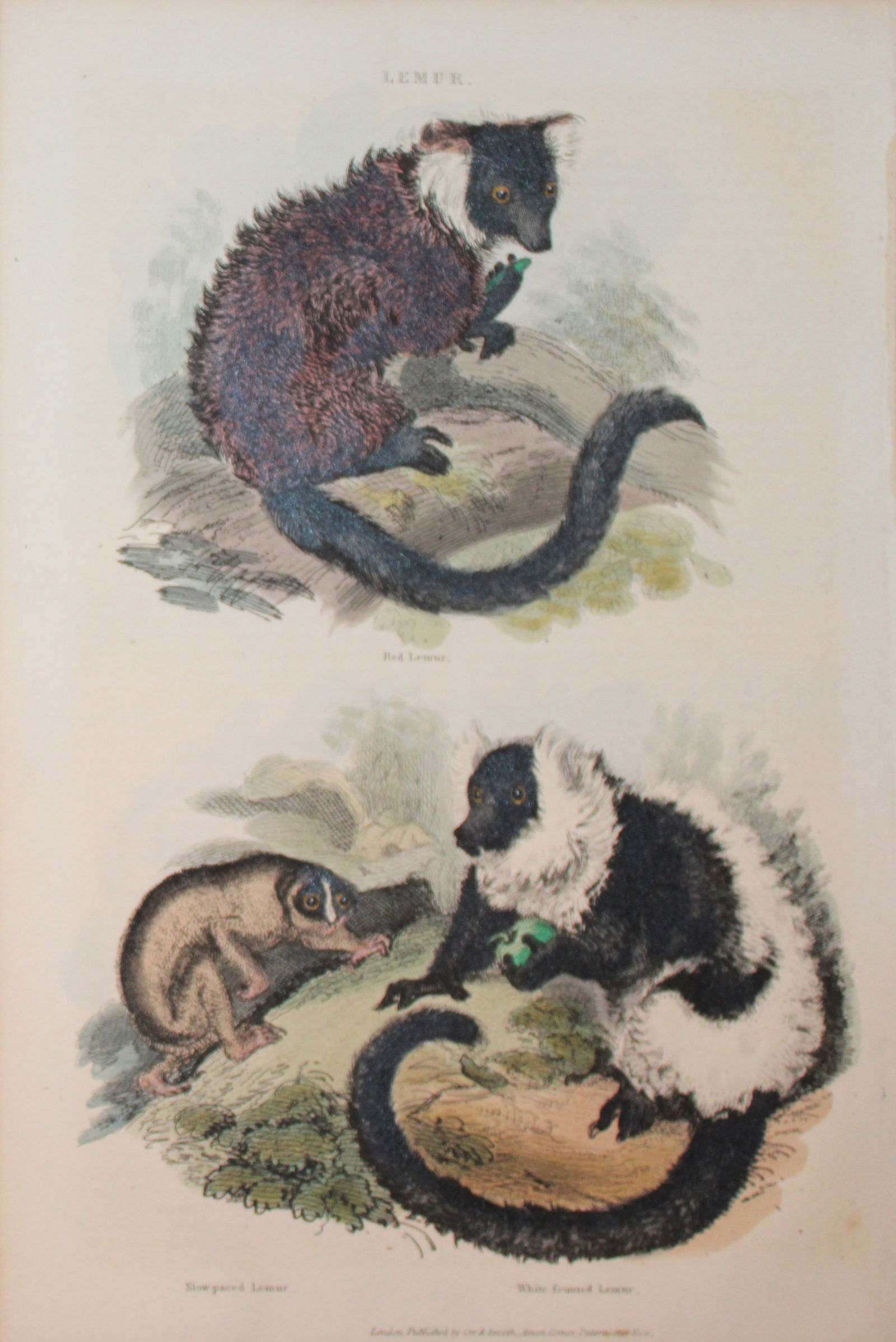 Charles Partington - Hand coloured engraving of Lemurs 1835: This hand-coloured steel engraving is from The British Cyclop?dia of Natural History combining a scientific classification of animals, plants and minerals; with a popular view of their habits, economy