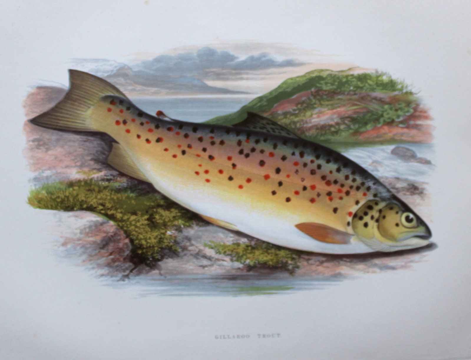 Rev. Houghton - Gilleroo Trout 1895: This print is from British Fresh-Water Fishes by the Rev. William Houghton. Printed by Benjamin Fawcett and published by William MacKenzie of London in 1895. Original 129 year old hand-coloured wood e
