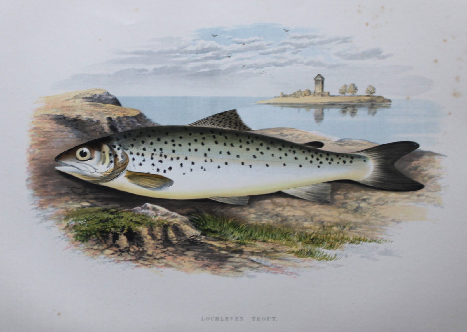 Rev. Houghton - Loch Leven Trout 1895: This print is from British Fresh-Water Fishes by the Rev. William Houghton. Printed by Benjamin Fawcett and published by William MacKenzie of London in 1895. Original 129 year old hand-coloured wood e