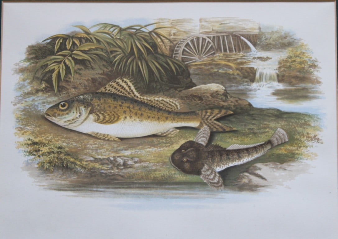 Rev. Houghton - Ruffe and Tom Miller's Thumb 1895: This print is from British Fresh-Water Fishes by the Rev. William Houghton. Printed by Benjamin Fawcett and published by William MacKenzie of London in 1895. Original 129 year old hand-coloured wood e