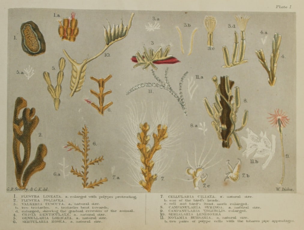 Charles Kingsley - 3 prints of British shoreline creatures 1859 (1 of 3)