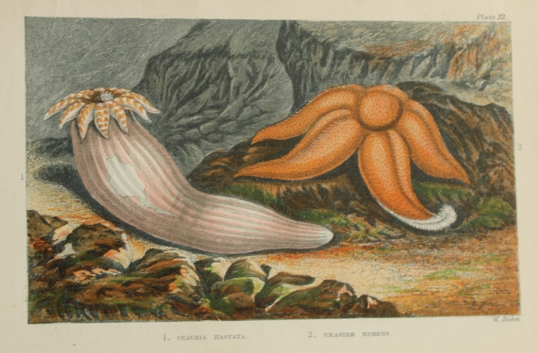 Charles Kingsley - 3 prints of British shoreline creatures 1859 (1 of 3)