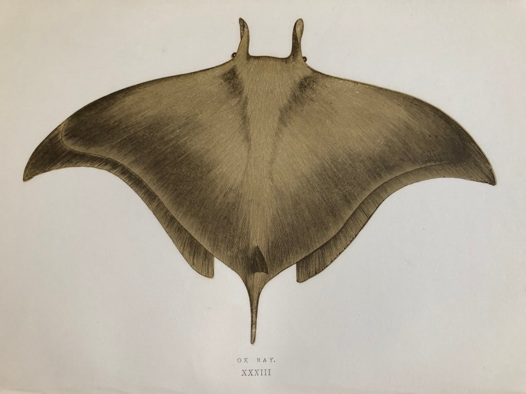 Jonathan Couch - 4 prints of Rays 1877 (1 of 4)