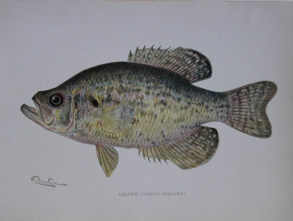 Sherman Denton -  Crappie c1895 (1 of 1)