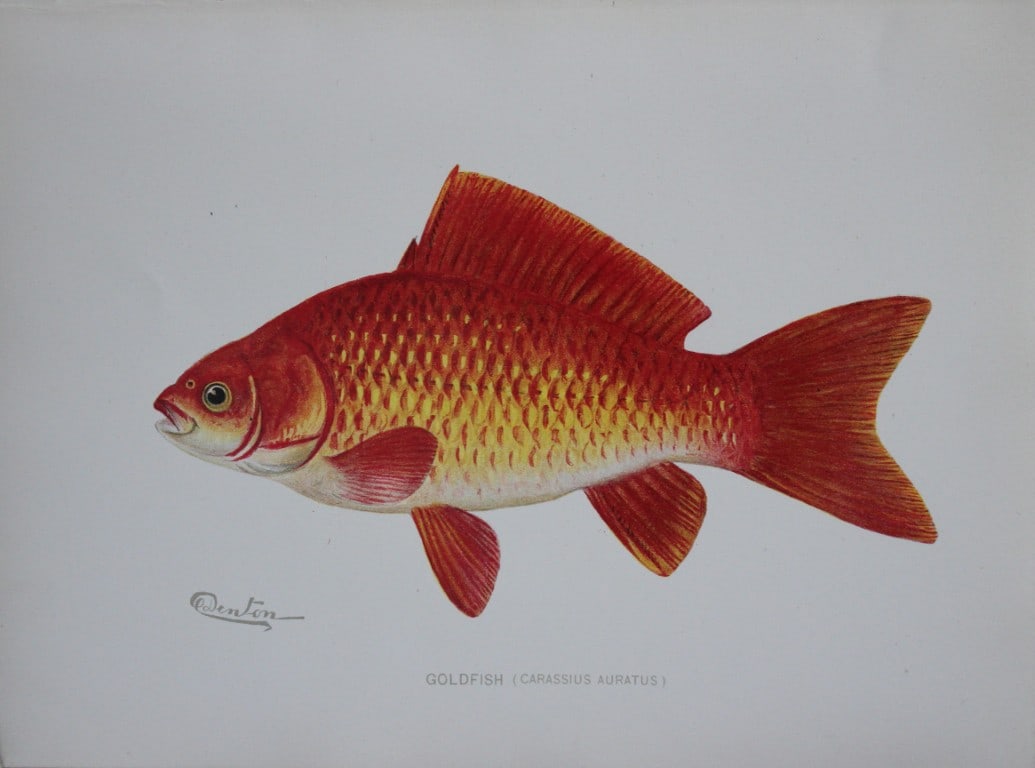 Sherman Denton -  Goldfish c1895 (1 of 1)