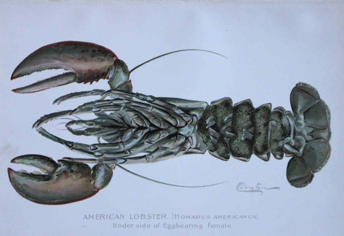 Sherman Denton -  Lobster c1895 (1 of 1)
