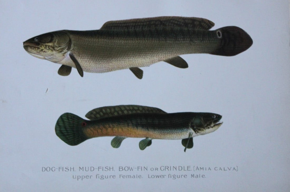Sherman Denton -  Mud Fish c1895 (1 of 1)