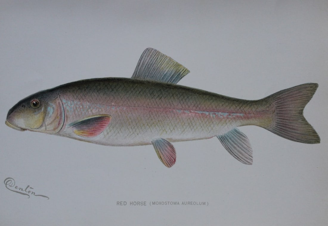 Sherman Denton -  Red Horse c1895 (1 of 1)