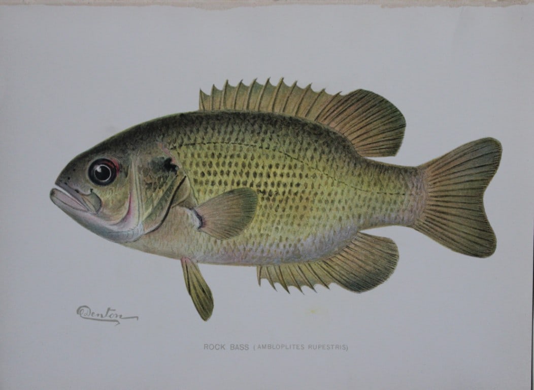 Sherman Denton -  Rock Bass c1895 (1 of 1)