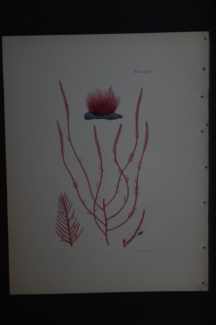 William Harvey - 3 Hand-coloured lithographs of Sea-Weeds 1846: These lithographs are from Phycologia Britannica or A History of British Sea-Weeds containing figures generic and specific characters, synonymes and descriptions by William Heny Harvey. Published by R