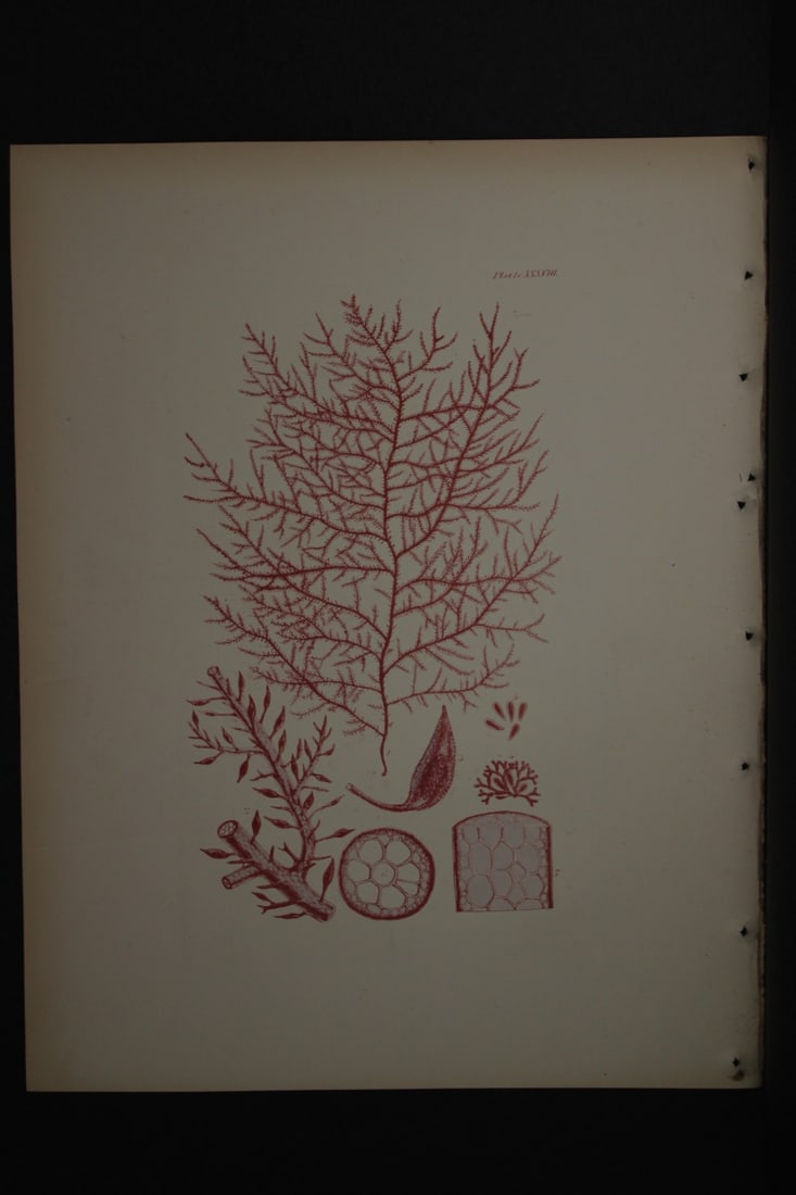 William Harvey - 3 Hand-coloured lithographs of Sea-Weeds 1846: These lithographs are from Phycologia Britannica or A History of British Sea-Weeds containing figures generic and specific characters, synonymes and descriptions by William Heny Harvey. Published by R