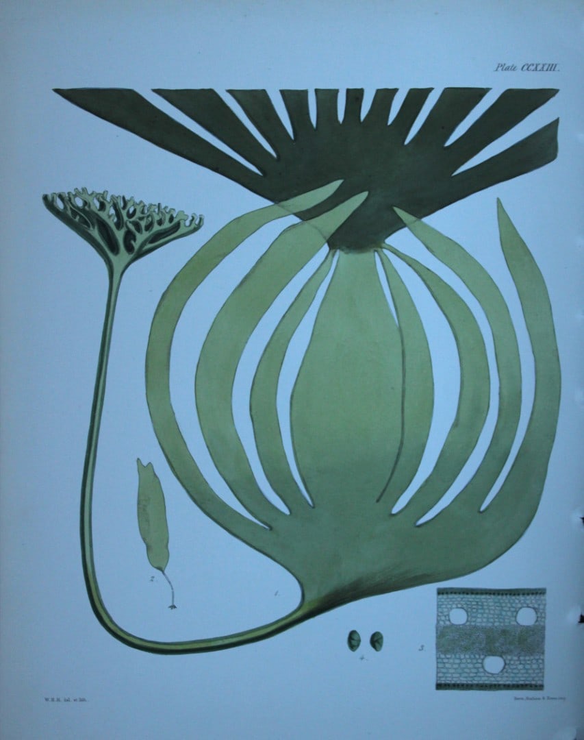 William Harvey - 3 Hand-coloured lithographs of Sea-Weeds 1846: These lithographs are from Phycologia Britannica or A History of British Sea-Weeds containing figures generic and specific characters, synonymes and descriptions by William Heny Harvey. Published by R