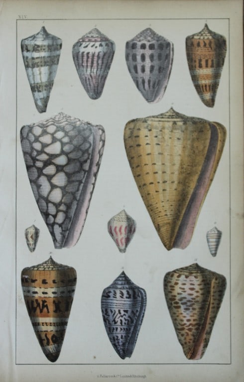 O Goldsmith - Engraving of shells 1850: This hand-coloured copper-plate engraving is from A History of the Earth and Animated Nature by Oliver Goldsmith (1728-1774) published by A. Fullarton, London 1850. This work sought to draw together v