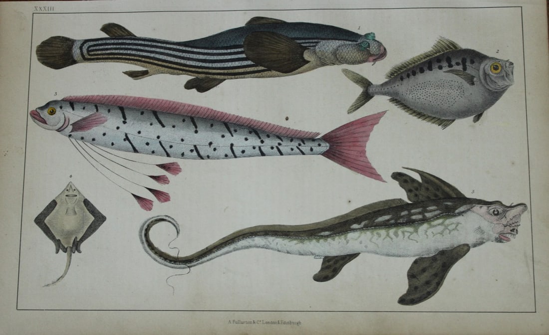 O Goldsmith - Engraving of fishes 1850: This hand-coloured copper-plate engraving is from A History of the Earth and Animated Nature by Oliver Goldsmith (1728-1774) published by A. Fullarton, London 1850. This work sought to draw together v