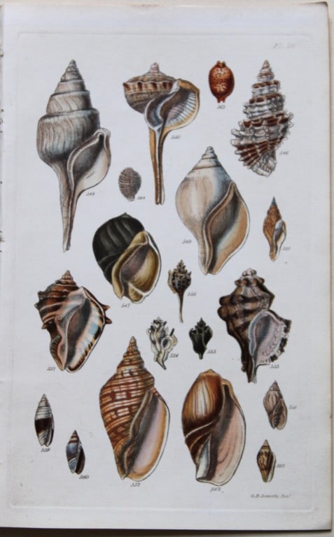 George B Sowerby - 3 engravings of shells 1852 (1 of 3)