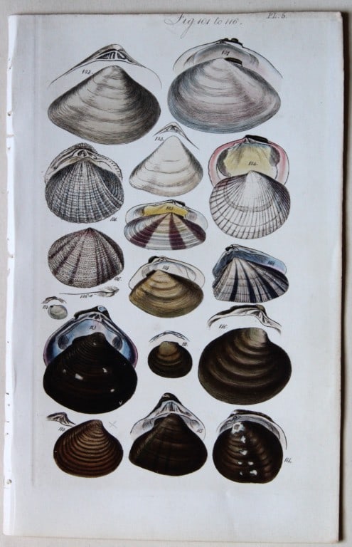 George B Sowerby - 3 engravings of shells 1852 (1 of 3)