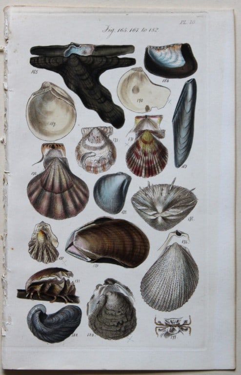 George B Sowerby - 3 engravings of shells 1852 (1 of 3)