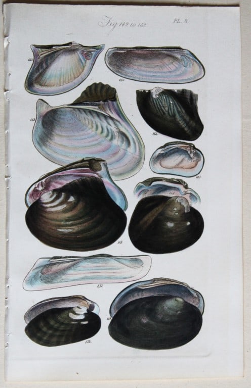 George B Sowerby - 3 engravings of shells 1852 (1 of 3)