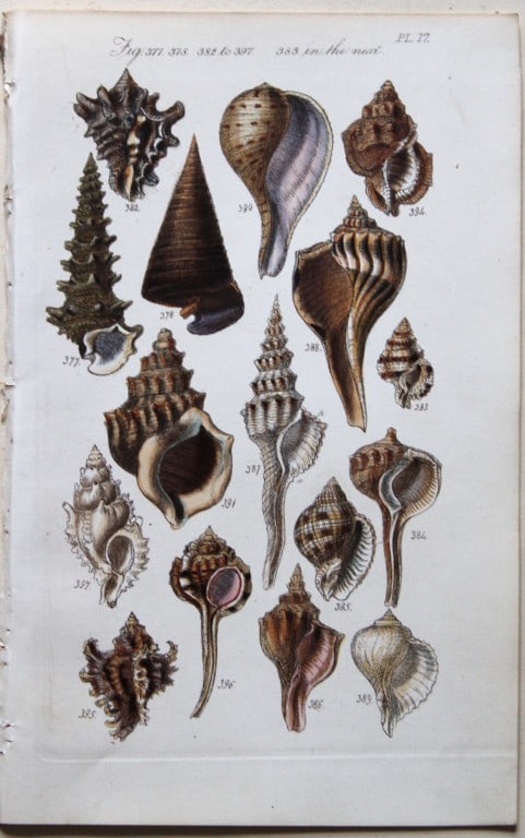 George B Sowerby - 3 engravings of shells 1852 (1 of 3)