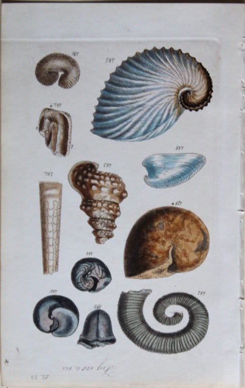George B Sowerby - 3 engravings of shells 1852 (1 of 3)