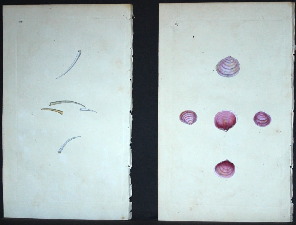 Edward Donovan - 4 Hand-coloured engravings of shells 1800 (1 of 2)