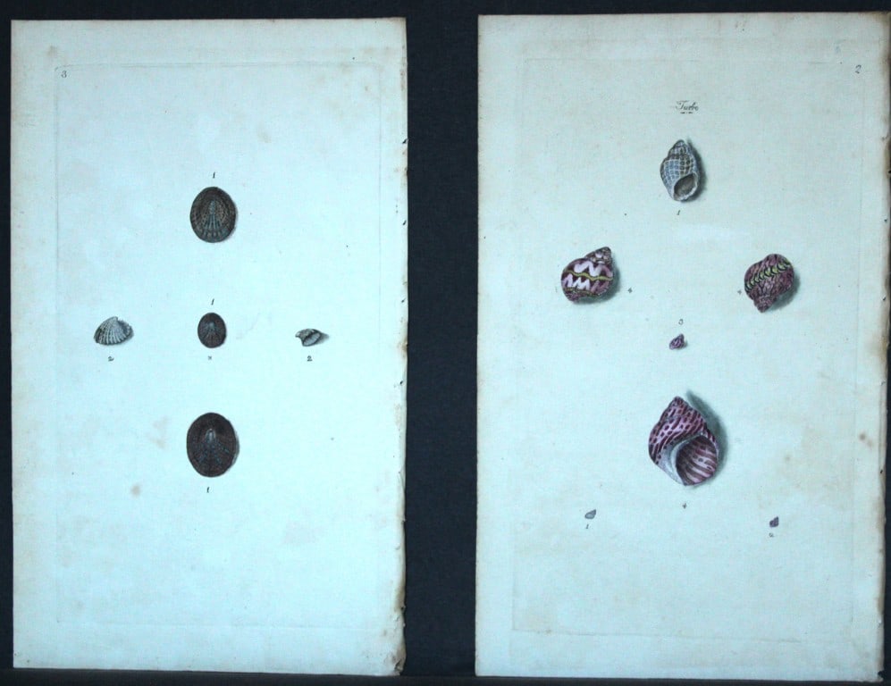 Edward Donovan - 4 Hand-coloured engravings of shells 1800: These beautiful hand-coloured engravings are from The Natural History of British Shells by Edward Donovan. Printed by F and C Rivington, London 1800. These prints are prized for their artistry and com