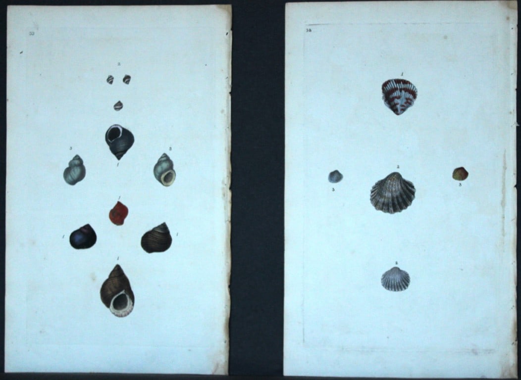 Edward Donovan - 4 Hand-coloured engravings of shells 1800: These beautiful hand-coloured engravings are from The Natural History of British Shells by Edward Donovan. Printed by F and C Rivington, London 1800. These prints are prized for their artistry and com