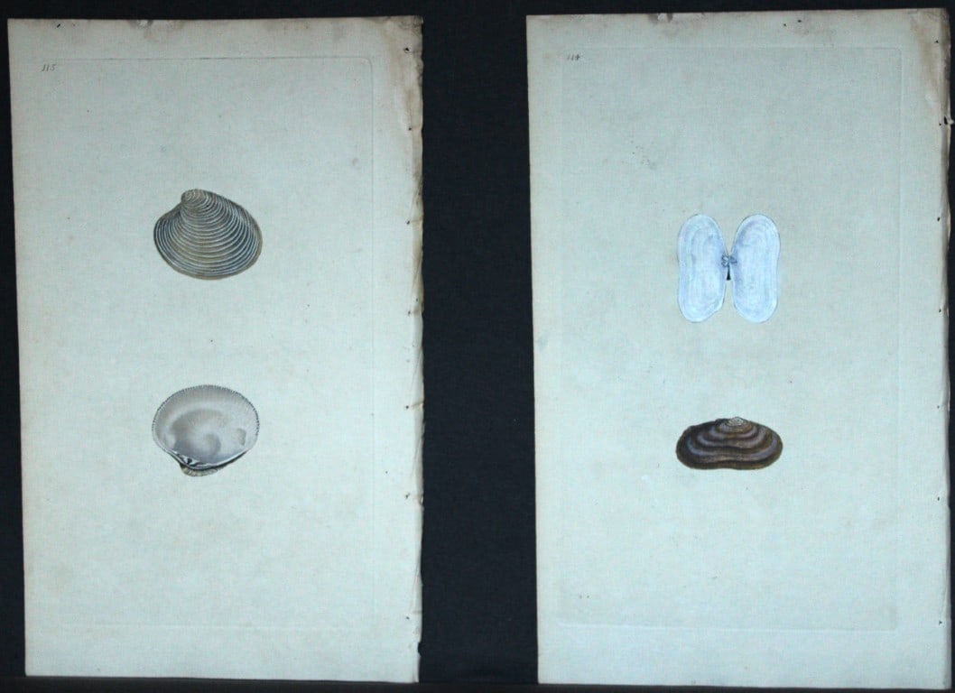 Edward Donovan - 4 Hand-coloured engravings of shells 1800 (1 of 2)