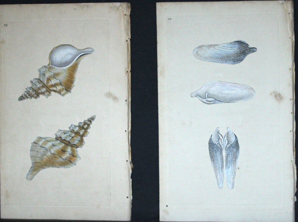 Edward Donovan - 4 Hand-coloured engravings of shells 1800 (1 of 2)